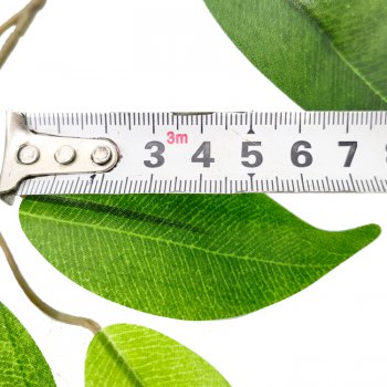 防曬榕樹(shù)葉 防曬榕樹(shù)葉